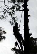 Arborist